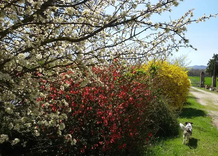 Couette-café Il Boschetto Di Morgana