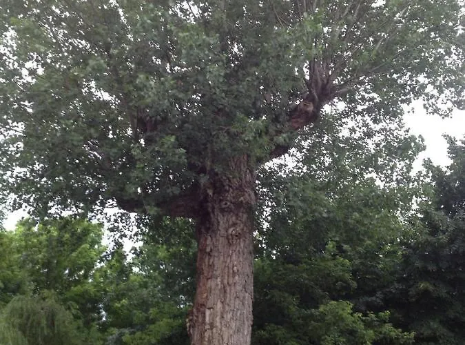 Couette-café Il Boschetto Di Morgana