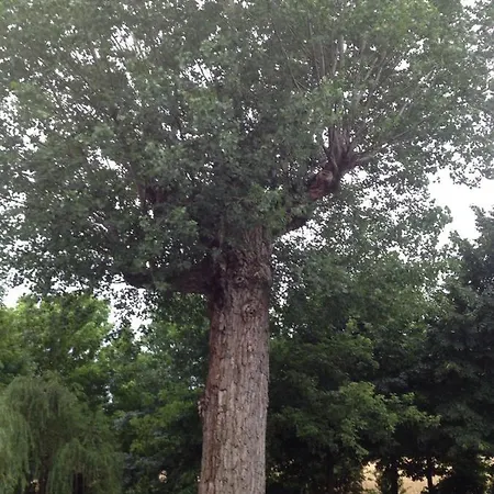 住宿加早餐酒店 Il Boschetto Di Morgana