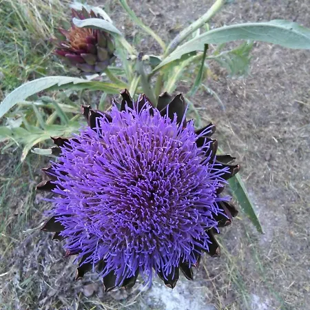 Il Boschetto Di Morgana