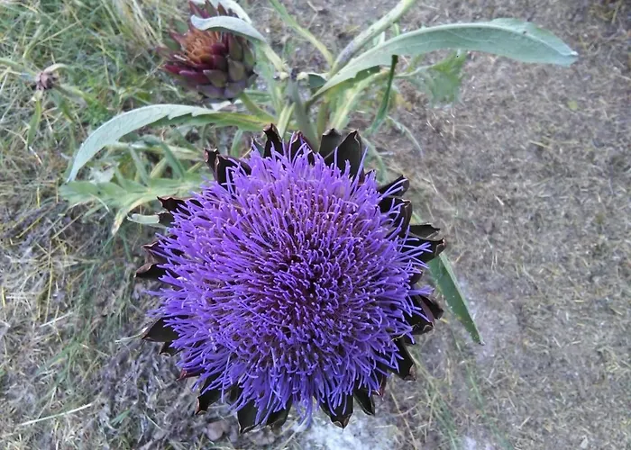 Il Boschetto Di Morgana